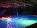 Delfinshow