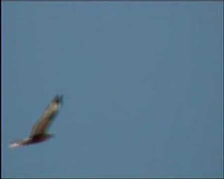 Kizil Sahin / Buteo rufinus