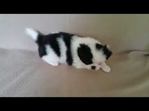 Yoko - Japanese Chin - Lookinformation for her forever home