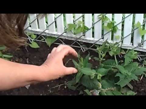 how to trim salvia