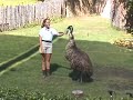 Maxwell The Emu Maxwell The Emu