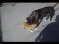 PANCHA Y CARPO