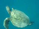Turtle Town part 2