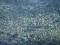 Salmones en el rio Trubia