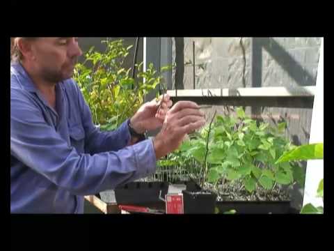 how to transplant passion fruit