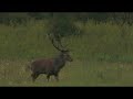 DEER HUNTING CROATIA corect format DEER HUNTING CROATIA corect format