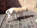 Blanquita
