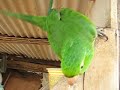 Cocota, a maritaca falante de Varre Sai - RJ Cocota, a maritaca falante de Varre Sai - RJ