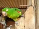 Cocota, a maritaca falante de Varre Sai - RJ