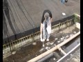 FEL na Hora H contra a dengue FEL na Hora H contra a dengue