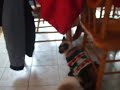Tickory the SIamese Kitteh's Christmas Sweater