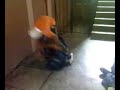 pelea en el d rem. 52 entr.2 pelea en el d rem. 52 entr.2