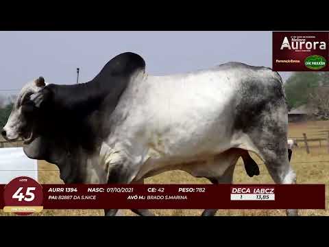 4� De Olho na Fazenda - NELORE AURORA participa��o Chico Paulic�ia