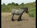 Schiermonnikoog - Schoolreis klas 6 - Teaser/trailer Schiermonnikoog - Schoolreis klas 6 - Teaser/trailer