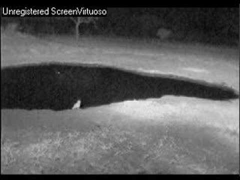 Critter (Honey Badger?) at Nkorho ...