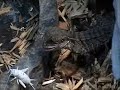 Yearling Austrailian Water Dragons - www.thewatersnake.com