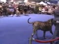 GOLDLEAF MASTIFF - Eukanuba 2006 Part 3 GOLDLEAF MASTIFF - Eukanuba 2006 Part 3