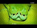 cuarto milenio el sexto sentido de los animales 2 parte