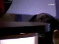 Cuarto Milenio el sexto sentido de los animales 2 parte