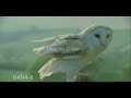 Owl Music Video
