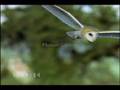 Owl Music Video