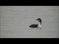 Pacific Loon Pacific Loon