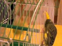 canary younes1