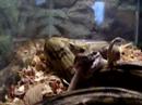 dog-cat-and-rat.html
