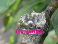 Hummingbird Flight