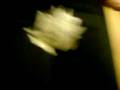 videos de un noch mal halloween bei rosa