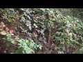 Aphex Twin - Rhubarb
