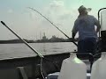 Big Blue Cat Triple-Whammy