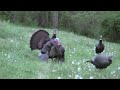 Josh Bowmar Kills GIANT TURKEY W/ Bullhead Broadhead!!! CRAZY VIDEO!!
