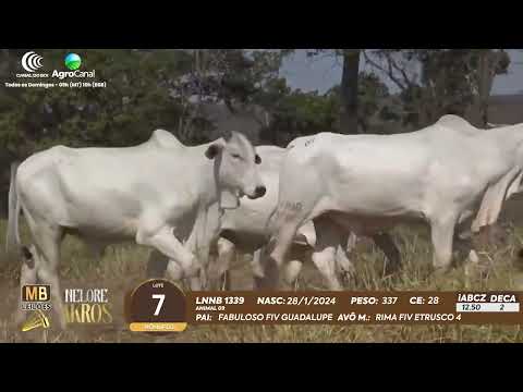 509 LEILO VIRTUAL MB LEILES