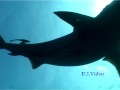 Tiger Sharks - Squali Tigre Tiger Sharks - Squali Tigre