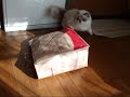 ????????(=^?^=)? A cat to crash into a sack ????????(=^?^=)? A cat to crash into a sack
