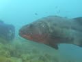 Giant Black Sea Bass at Catalina Giant Black Sea Bass at Catalina