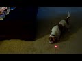 flounder and the laser pointer