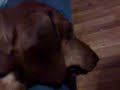 Dashhound Terry sleeping