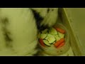 Now the skunks will FEAST! Christmas dinner 2009 part 2