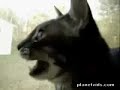 Cat barking
