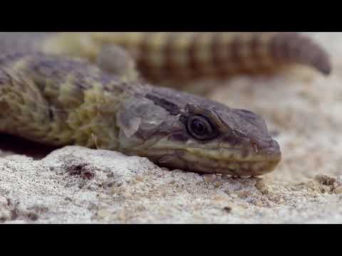 Africas Hidden Kingdoms Series 1 5of6 De Hoop Place of Hope 1080p HDTV x264 AAC MVGroup org