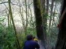 McCulloch, small tree falling McCulloch, small tree falling