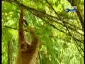Tiger And Funky Monkey Fight Tiger And Funky Monkey Fight
