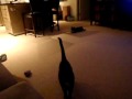 Che playing fetch.