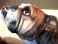 videos de bulldog ingles nemesio 1