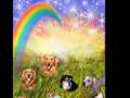Ned the toothpick Rainbow Bridge