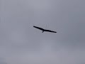 rc slope soaring Gazelle