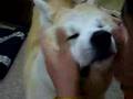 秋田犬「さくら」をかわいいかわいいする