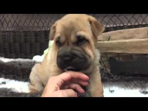 Hand Full of Wrinkles Ori Pei Puppy !!